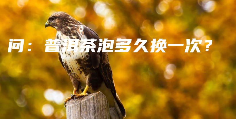 問：普洱茶泡多久換一次？插圖