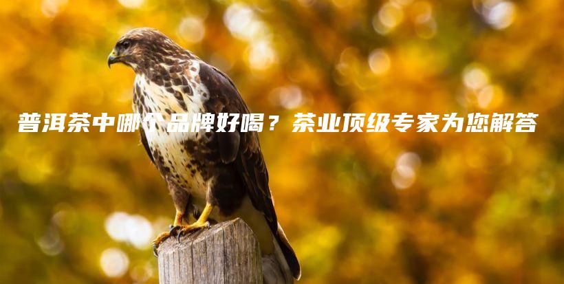 普洱茶中哪個(gè)品牌好喝？茶業(yè)頂級(jí)專(zhuān)家為您解答插圖
