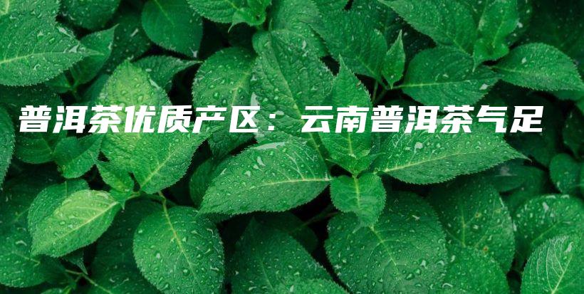 普洱茶優(yōu)質(zhì)產(chǎn)區(qū)：云南普洱茶氣足插圖