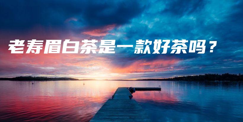 老壽眉白茶是一款好茶嗎？插圖