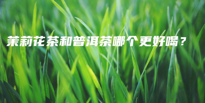 茉莉花茶和普洱茶哪個更好喝？插圖