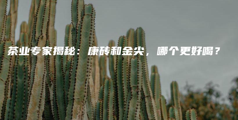 茶業(yè)專家揭秘：康磚和金尖，哪個(gè)更好喝？插圖