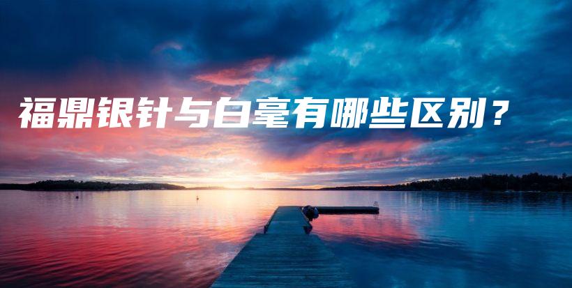 福鼎銀針與白毫有哪些區(qū)別？插圖