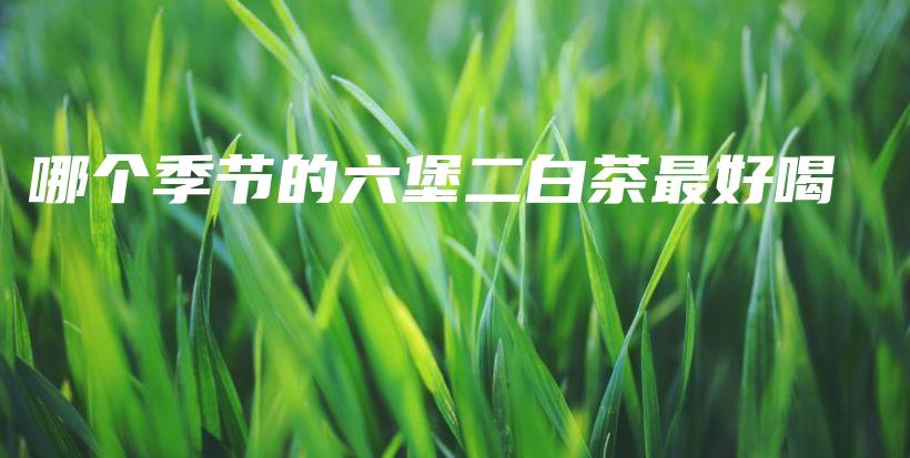 哪個季節(jié)的六堡二白茶最好喝插圖