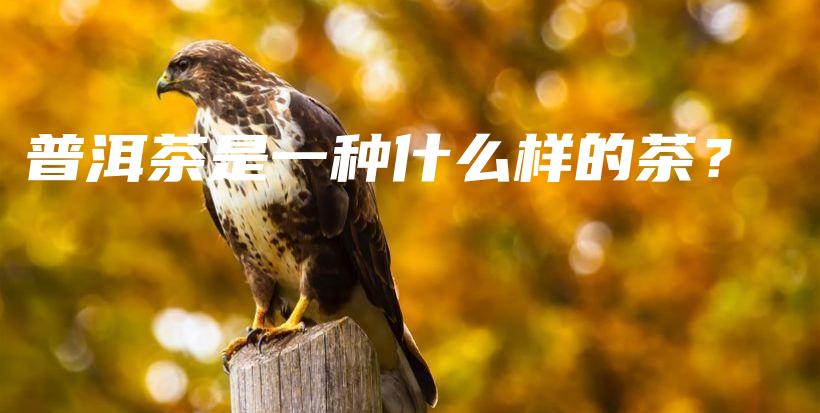普洱茶是一種什么樣的茶？插圖