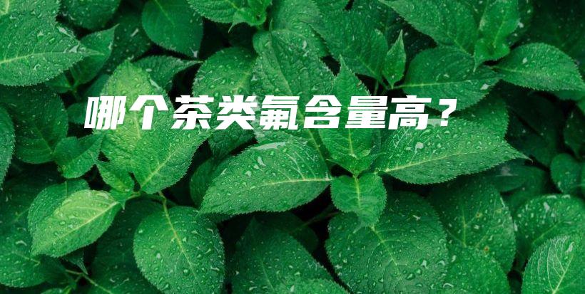 哪個(gè)茶類氟含量高？插圖