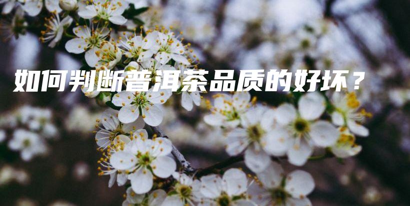 如何判斷普洱茶品質(zhì)的好壞？插圖