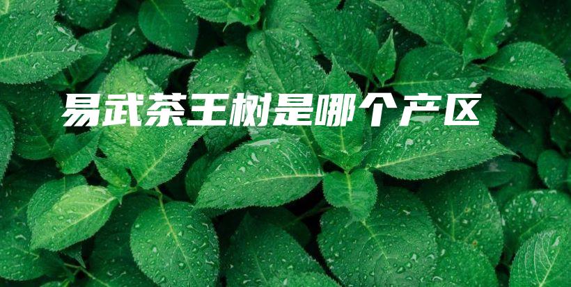 易武茶王樹是哪個產(chǎn)區(qū)插圖