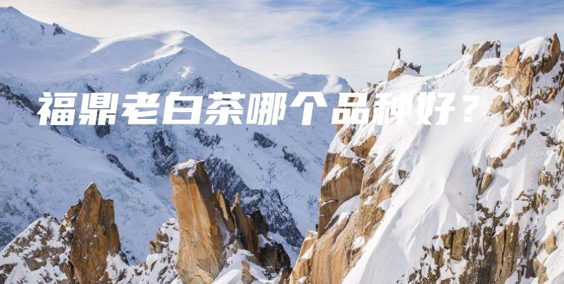 福鼎老白茶哪個品種好？插圖