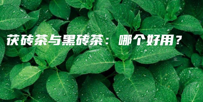茯磚茶與黑磚茶：哪個(gè)好用？插圖