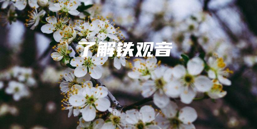 了解鐵觀音插圖