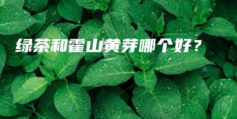 綠茶和霍山黃芽哪個(gè)好？插圖