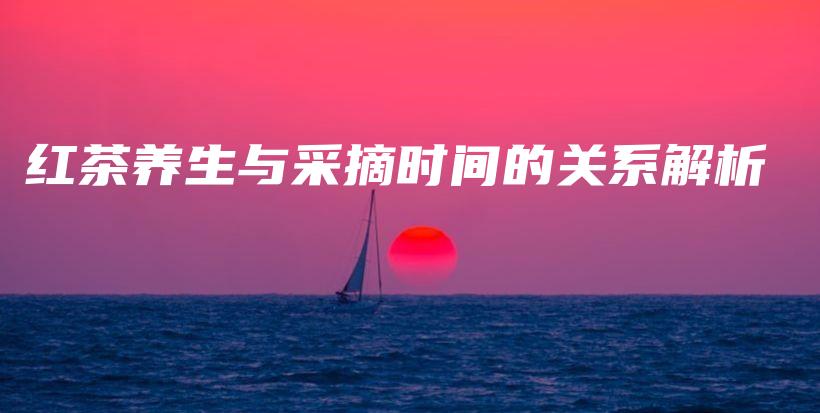 紅茶養(yǎng)生與采摘時間的關系解析插圖