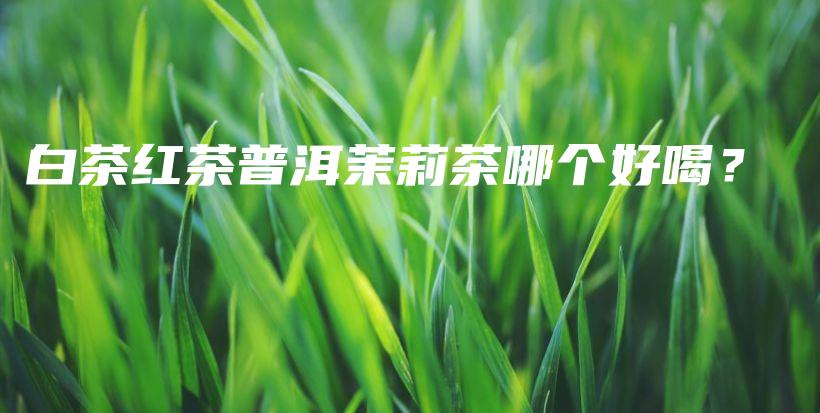 白茶紅茶普洱茉莉茶哪個(gè)好喝？插圖