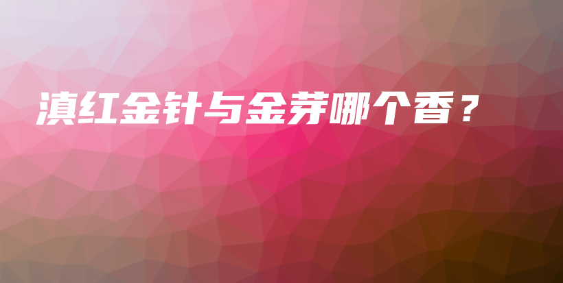 滇紅金針與金芽哪個(gè)香？插圖
