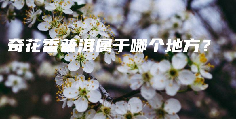 奇花香普洱屬于哪個地方？插圖