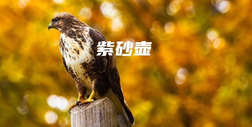 紫砂壺插圖