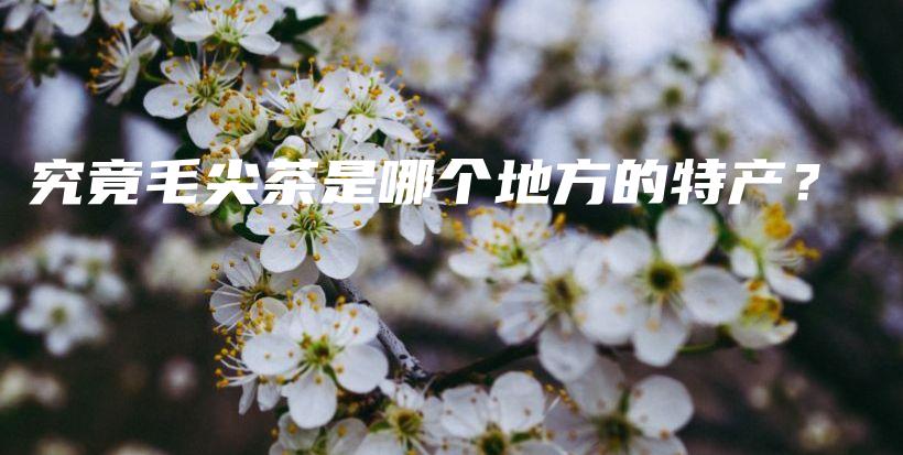 究竟毛尖茶是哪個(gè)地方的特產(chǎn)？插圖