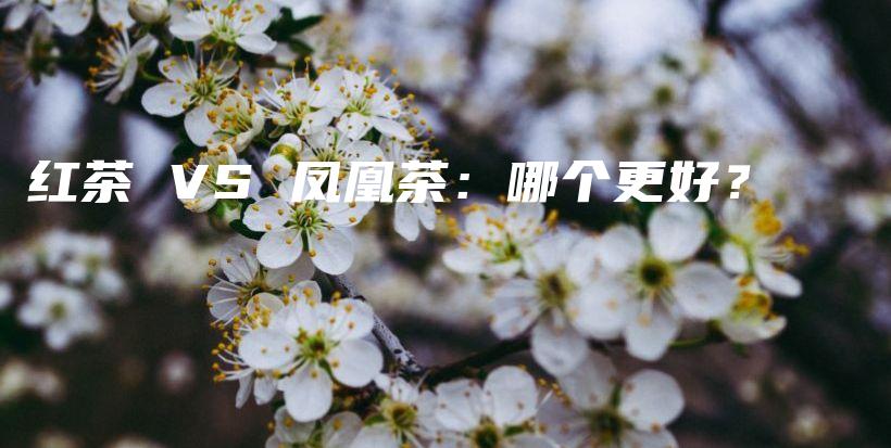 紅茶 VS 鳳凰茶：哪個(gè)更好？插圖
