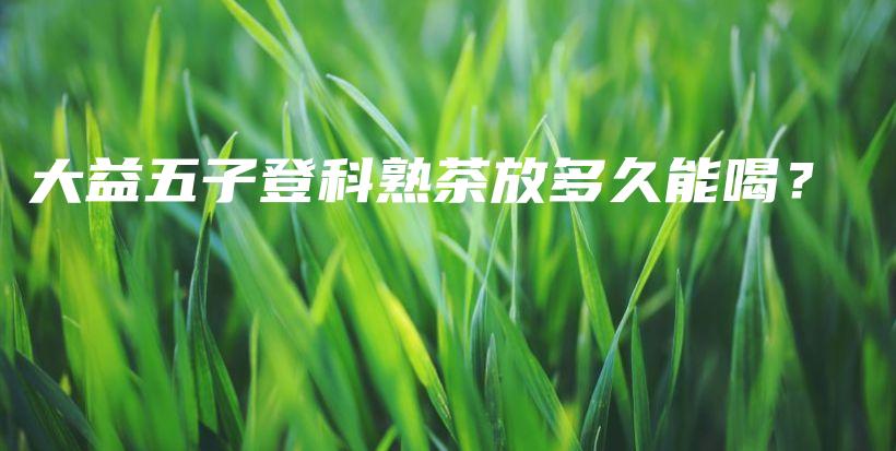 大益五子登科熟茶放多久能喝？插圖