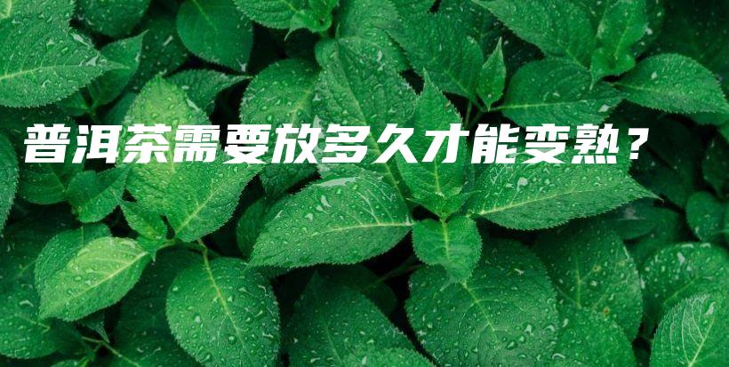 普洱茶需要放多久才能變熟？插圖