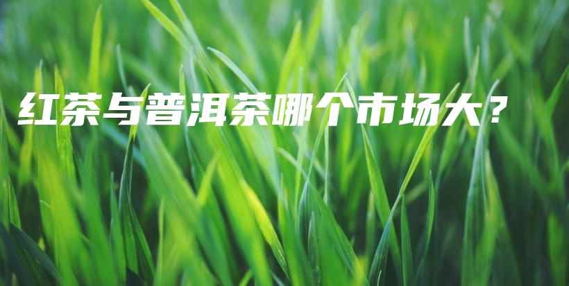 紅茶與普洱茶哪個(gè)市場(chǎng)大？插圖