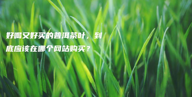 好喝又好買的普洱茶葉，到底應該在哪個網站購買？插圖