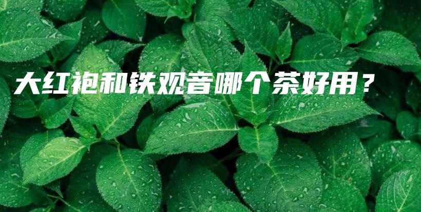 大紅袍和鐵觀音哪個茶好用？插圖