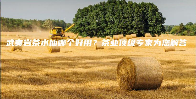 武夷巖茶水仙哪個(gè)好用？茶業(yè)頂級專家為您解答插圖