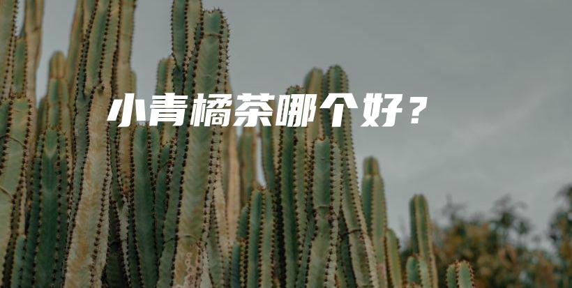 小青橘茶哪個好？插圖