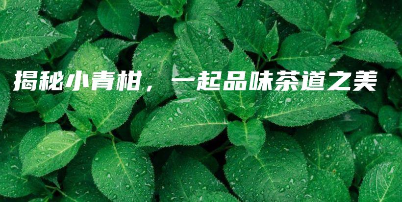 揭秘小青柑，一起品味茶道之美插圖