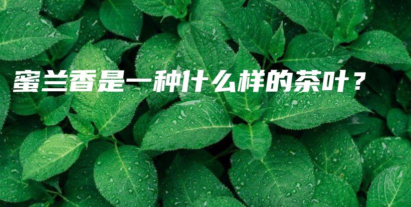 蜜蘭香是一種什么樣的茶葉？插圖