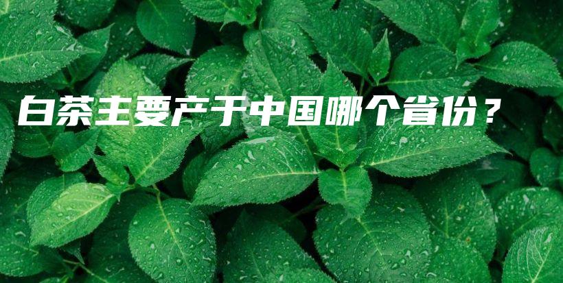 白茶主要產(chǎn)于中國(guó)哪個(gè)省份？插圖
