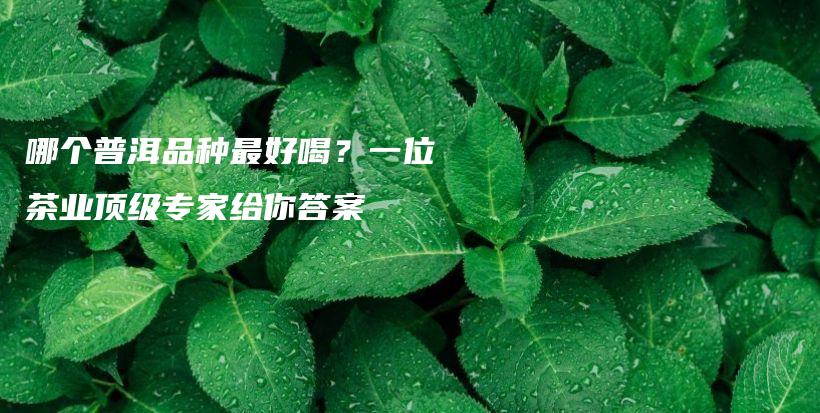 哪個普洱品種最好喝？一位茶業(yè)頂級專家給你答案插圖