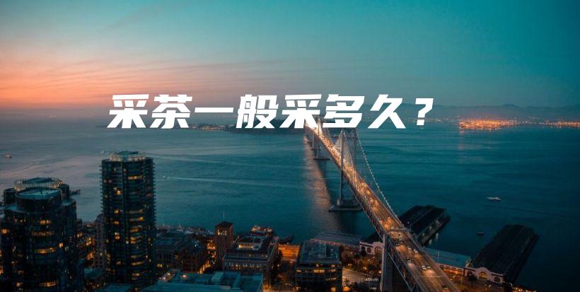 采茶一般采多久？插圖