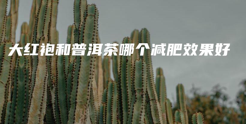 大紅袍和普洱茶哪個減肥效果好插圖