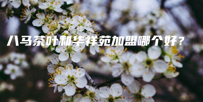 八馬茶葉和華祥苑加盟哪個(gè)好？插圖