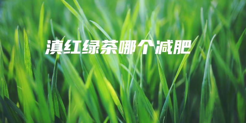 滇紅綠茶哪個減肥插圖