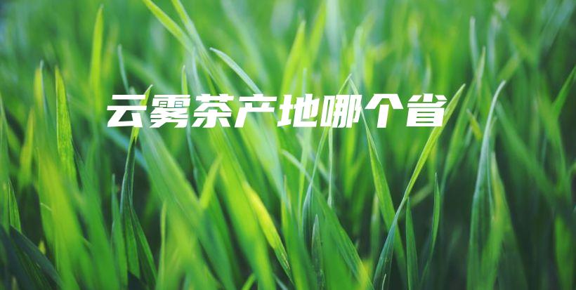 云霧茶產(chǎn)地哪個(gè)省插圖