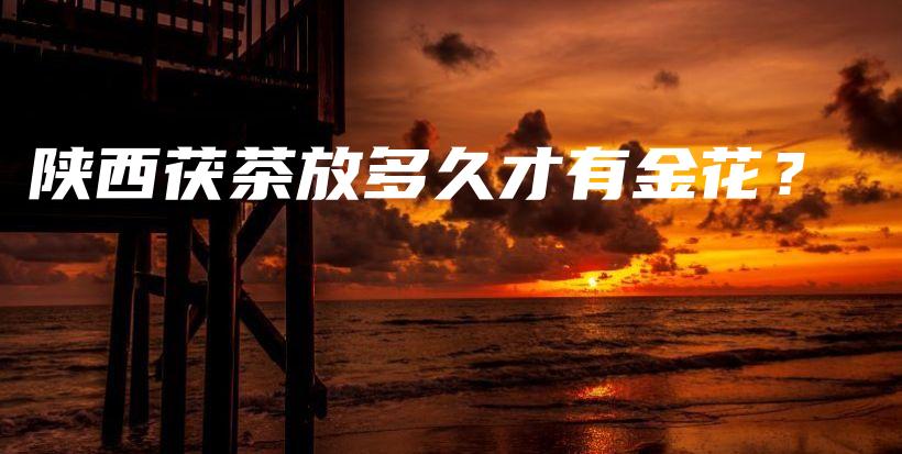 陜西茯茶放多久才有金花？插圖