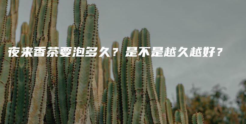 夜來香茶要泡多久？是不是越久越好？插圖