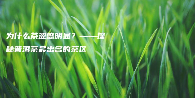 為什么茶澀感明顯？——探秘普洱茶最出名的茶區(qū)插圖