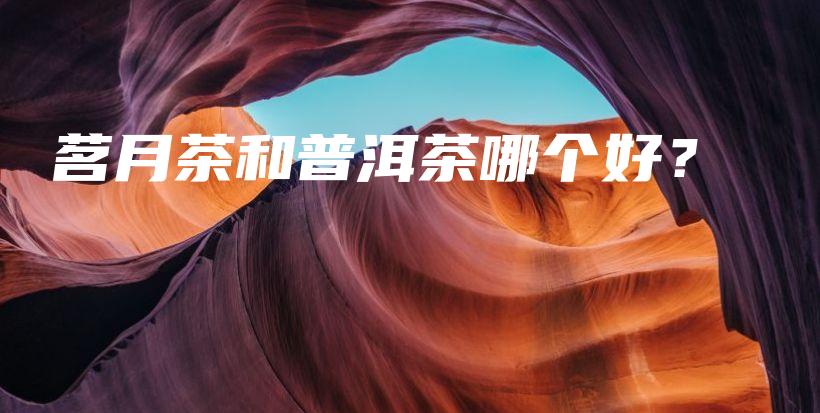 茗月茶和普洱茶哪個好？插圖