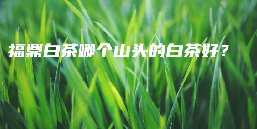 福鼎白茶哪個(gè)山頭的白茶好？插圖