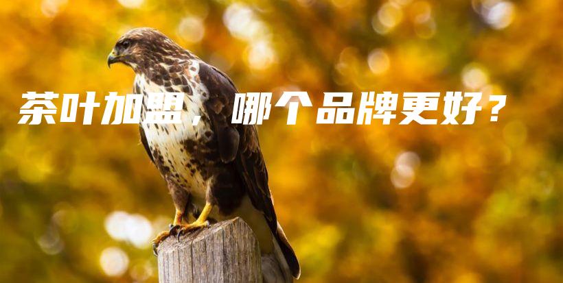 茶葉加盟，哪個品牌更好？插圖