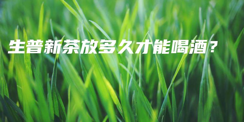 生普新茶放多久才能喝酒？插圖
