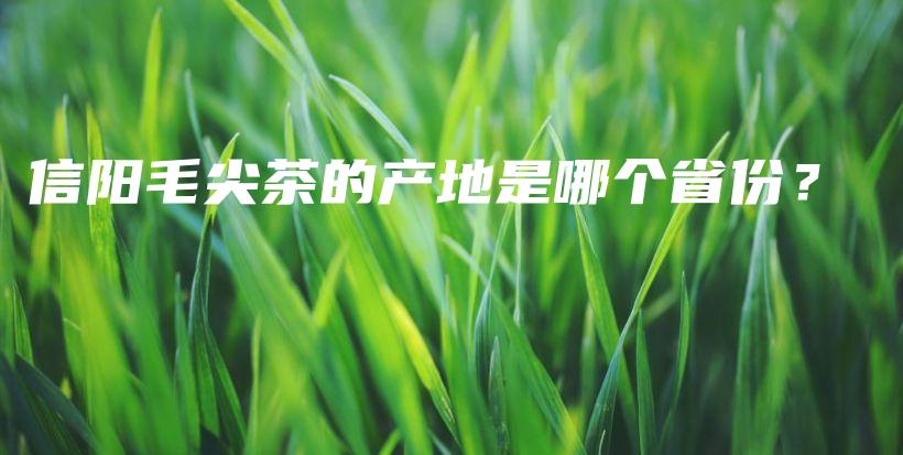 信陽毛尖茶的產(chǎn)地是哪個(gè)省份？插圖