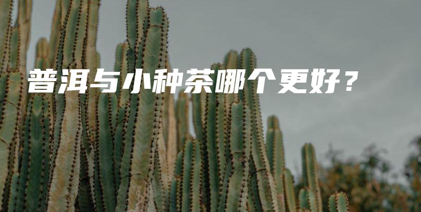 普洱與小種茶哪個更好？插圖
