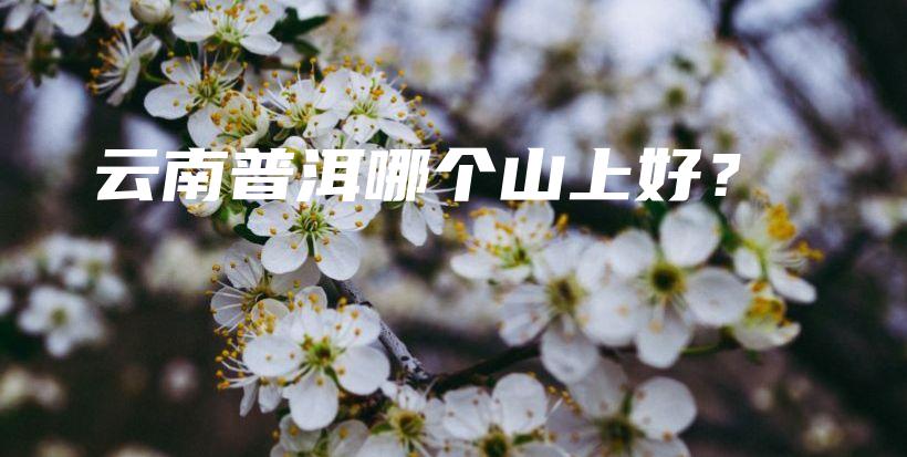 云南普洱哪個山上好？插圖