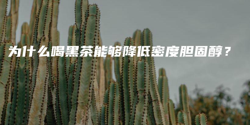 為什么喝黑茶能夠降低密度膽固醇？插圖